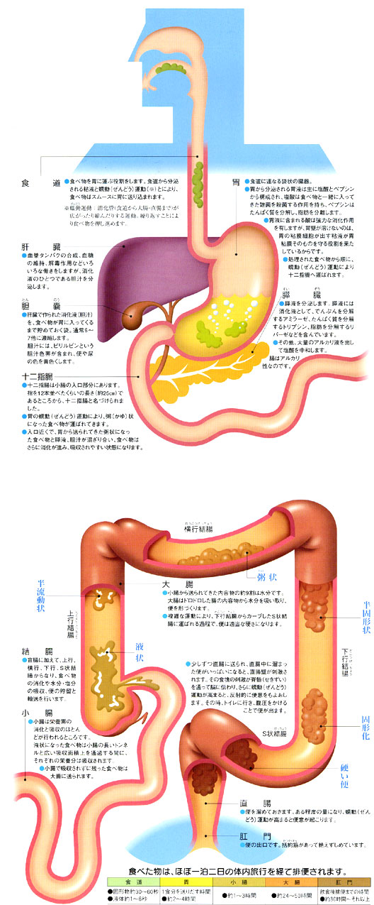 図版 : 食べ物が胃から腸へと流れるフロー